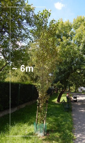 Nowa moja topola